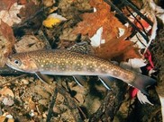 A  juvenile brook trout swims above leafy debris.