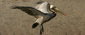 A brown pelican lands on Queen Bess Island in Louisiana.