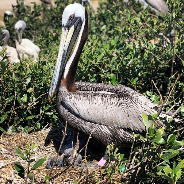 A04 is the first confirmed pelican on Queen Bess Island that experienced the Deepwater Horizon oil spill. Photo: State of Louisiana