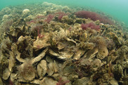 oyster reefs