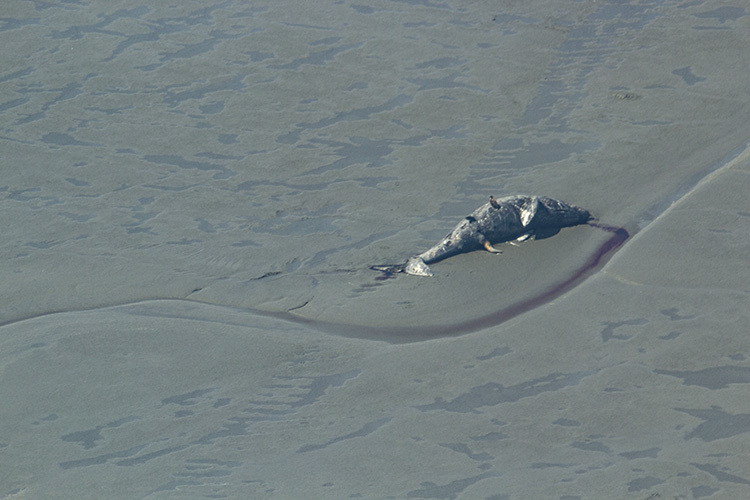 A stranded gray whale found in upper Cook Inlet, near the mouth of the Theodore River. Credit: AVPS/Natalie Rouse