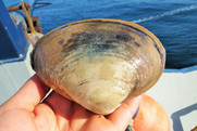 Atlantic surfclam. Photo: NOAA Fisheries