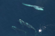 An adult and juvenile right whale (bottom) sharing a prey patch with a sei whale. Photo: NOAA Fisheries