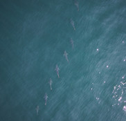 Drone image of Atlantic bluefin tuna in 'soldier' school formation off Provincetown, Massachusetts.