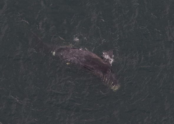 North Atlantic Right Whale Calf Stranded Dead in Florida