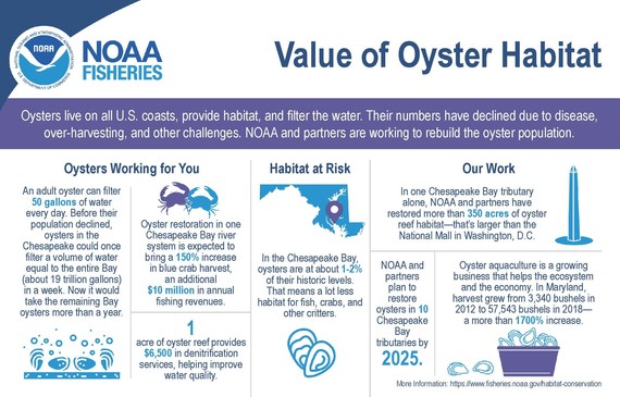 Infographic: The Value of Oyster Habitat