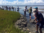 People lined up along the shore helping to build a living shoreline.