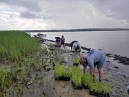 Volunteers carrying and planting marsh grass in South Carolina. Image: South Carolina Department of Natural Resources