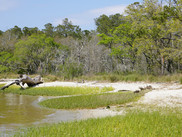 Wetlands and beach at Carolina Beach State Park. Photo: NC Wetlands