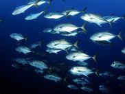 A school of Horse-eye jacks in Flower Garden Banks National Marine Sanctuary in the Gulf of Mexico.