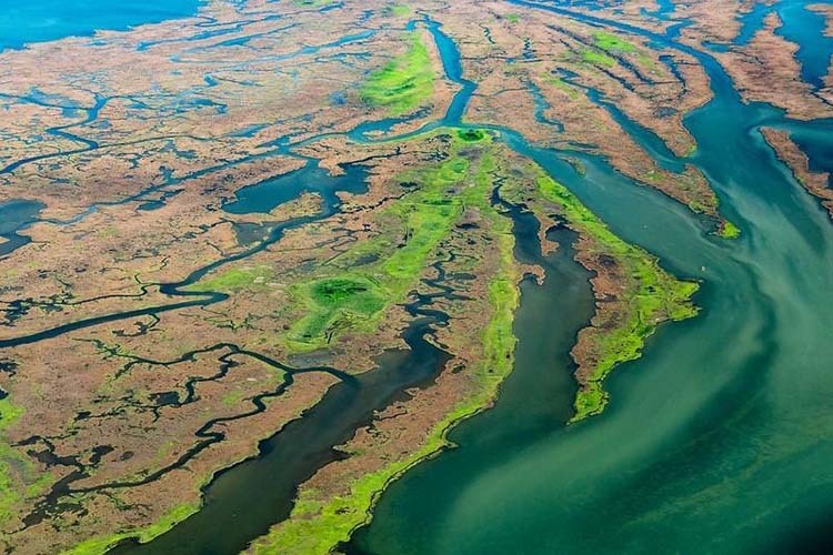 Submerged Aquatic Vegetation: A Habitat Worth SAV-ing