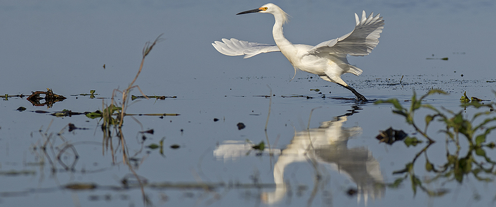 Snowy egret starts its flight above Gulf of Mexico Waters. FWC photo by Andy Wraithmell