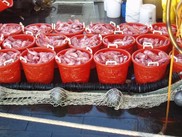 baskets of redfish, noaa fisheries
