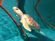 Meet Joy the Loggerhead Sea Turtle, NOAA Fisheries