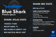 Blue Shark Infographic NOAA Fisheries