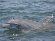 Dolphin at the water's surface. Image: NOAA MMPA Permit No 14450