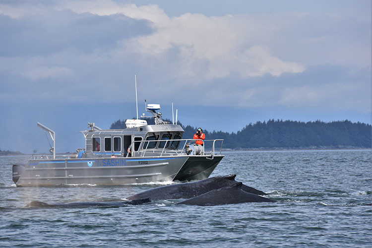Scientists watch humpback whales near Juneau