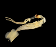 Picture of a long-armed squid paralarvae, Chiroteuthidae. NOAA Fisheries