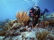 A diver attaching corals to a reef.