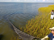 Researchers pull in a seine net to sample nekton off the edge of a marsh.