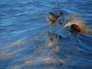 Oil is seen splashing in a wave in the water.