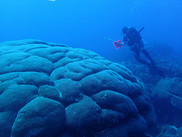 A diver/scientest  surveying corals in Flower Garden Banks National Marine Sanctuary. 