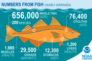Numbers from a fish, NEFSC, NOAA Fisheries