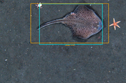 HabCam image of a skate, NEFSC, NOAA Fisheries