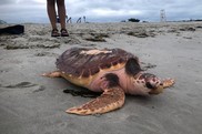 Joy the Loggerhead Turtle, NEFSC, NOAA Fisheries