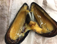 A dissected blue mussel (Mytilus edulis), showing the gills adhering to the inside of the shell. Photo: NOAA Fisheries