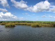 Water and marsh grass in the Spanish Pass area of Louisiana's Barataria Bay. Image: USFWS