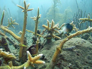 Corals that were grown from fragments in an underwater "nursery" then outplanted to damaged reefs.