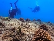 HIMB scientists scout Maunalua Bay for the ideal location for a new coral nursery. Credit: HIMB