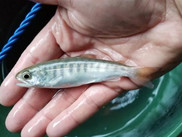 Juvenile Southern Oregon/Northern California Coast coho salmon growing in restored habitat.