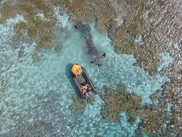 Aerial view of marine debris team in a boat removing a large derelict fishing net from the reef at Pearl and Hermes Atoll.