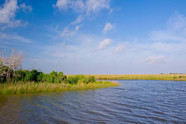 Marsh in Louisiana.