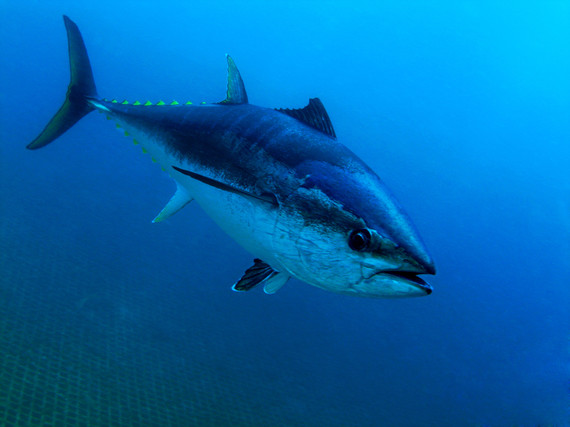 bluefin tuna