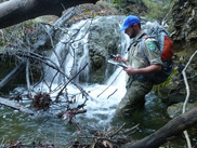 A conservation corps member stands in a stream taking measurements.