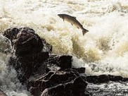 Atlantic salmon leaps upstream