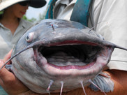 A scientist holds a blue catfish