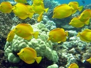 Yellow tang school around a reef in Hawa