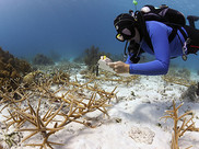 A diver monitors a restored coral reef