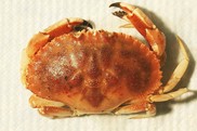 Jonah crab, NOAA Fisheries