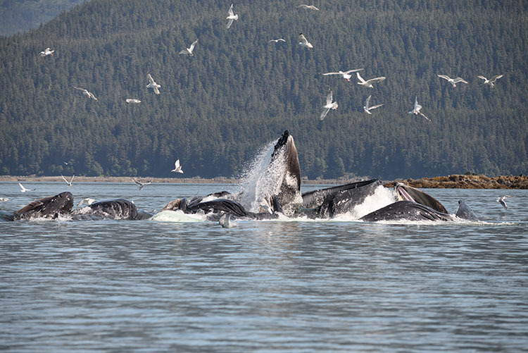 Humpback whales bubble net feeding in Southeast Alaska. NMFS Permit #14296