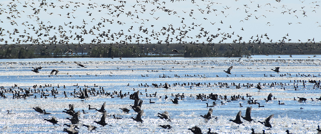 A large flock of waterbirds take off above open water in Louisiana.