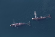 North Atlantic right whales