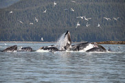 alaska whale