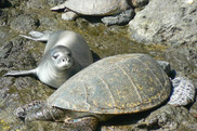 monk seal