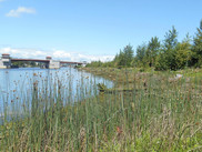 View of Lower Duwamish River aquatic and riparian habitat. Image: Boeing