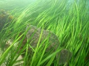 winter flounder in seagrass